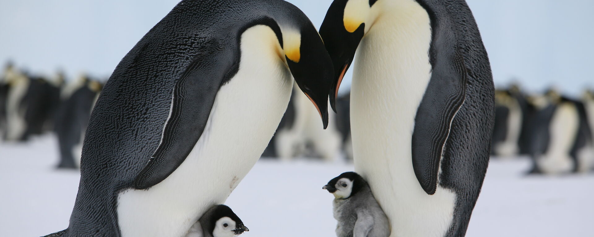 Two adult emperor penguins stand in the snow with chicks on their feet