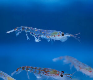 A see-through tiny prawn-like creature in blue water