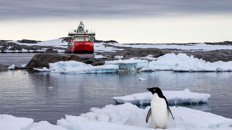 A red icebreaker ship in the background with grey water, ice and a penguin in the foreground