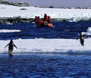 Image features two Adelie penguins leaping out of the water onto sea ice. the water is a dark blue in the foreground. A red IRB boat with four people is featured in the mid-ground of the image. The background shows a cloud sky meeting the horizon line with rocks and snow.