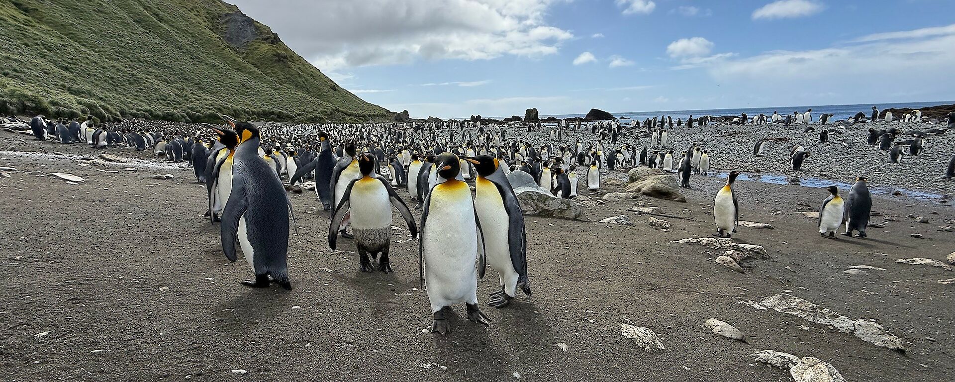 A group of white, black and yellow king penguin stands on a grey sandy beach, looking at the photographer