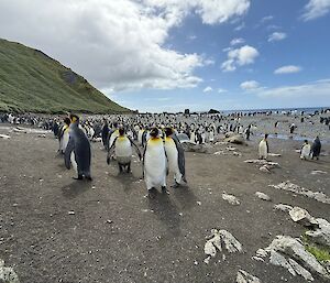 A group of white, black and yellow king penguin stands on a grey sandy beach, looking at the photographer