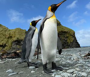 Two white black and yellow penguins looking intently at something