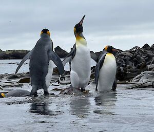 Three white black and yellow penguins stand in the water with kelp in the background