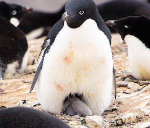 An Adélie penguin with a chick