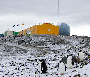 Adélie penguins sitting on snow-covered rocks in front of colourful yellow and green station buildings