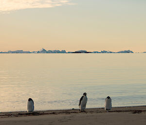 Three Adélie penguins standing on a sandy beach with the ocean and icebergs behind