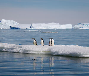 Four Adélie penguins on an iceberg