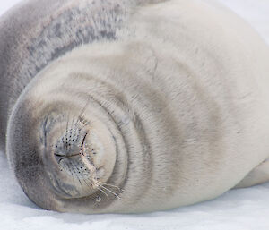 A Weddell seal lying with its eyes closed on sea ice