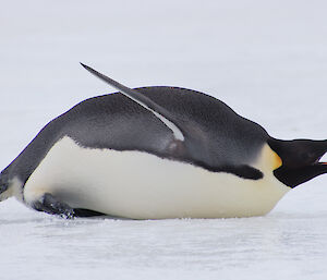 An emperor penguin lying on its stomach on the sea ice with its beak open
