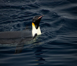 An emperor penguin swimming in dark water