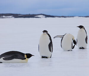 3 emperor penguins standing on sea ice and a fourth lying on its stomach in front