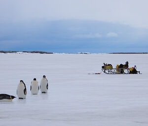 4 emperor penguins standing on sea ice and a sled with bags behind them.