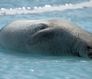 Weddell seal lying on the sea ice