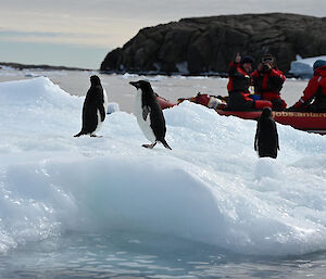 Three penguins stand on ice while a small red rubber boat goes by with people in it
