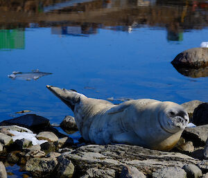 A big grey seal lying on rocks