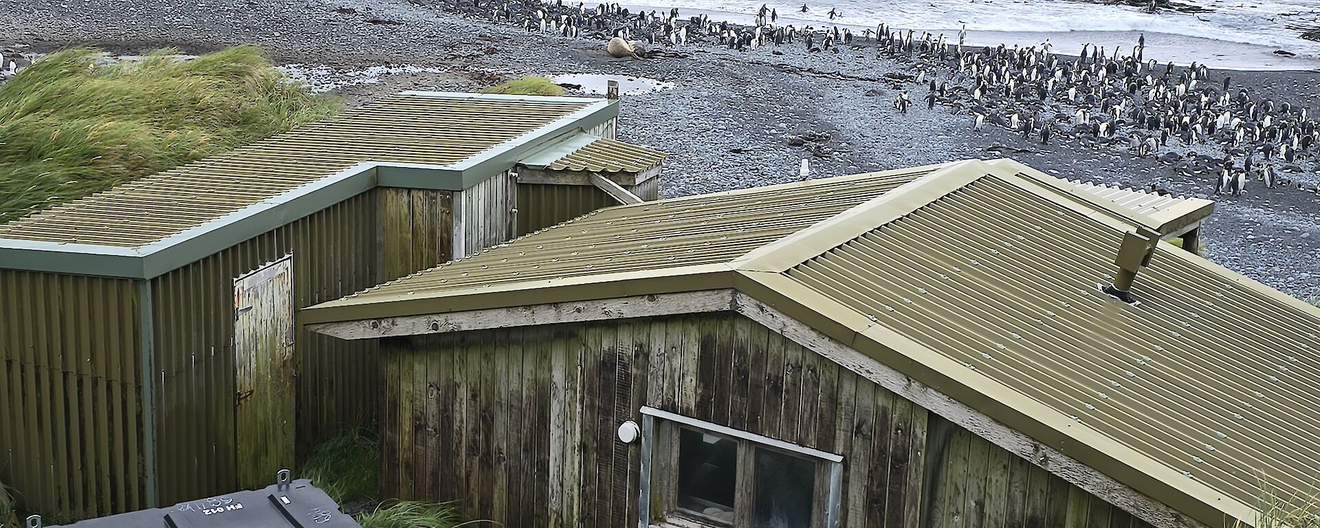 Looking at field hut from above with beach with penguins in distance