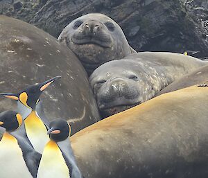 King Penguins and Elephant Seals