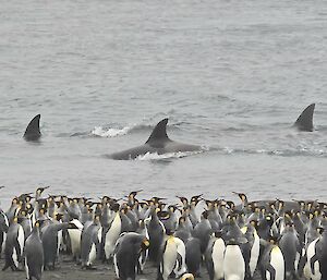 A large group of King Penguins on the shore with three Orcas swimming past just offshore