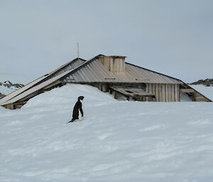 A black and white penguin stands in front of a wooden building in the snow