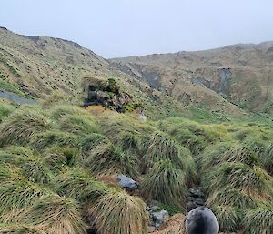 Looking across the grass tussocks and a seal in foreground to mountains in distance