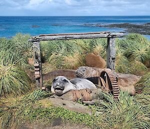 A small pile of elephant seals lying in an historic wooden pully system with tussocks and sea behind