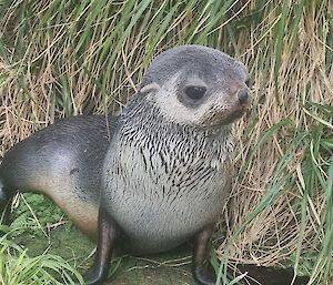 Close up of small female fur seal in tussocks