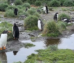 A group of gentoo penguins standing amongst tussocks and pools of water