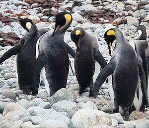 Five king penguins in a tight group, preening themselves, standing of rocky beach