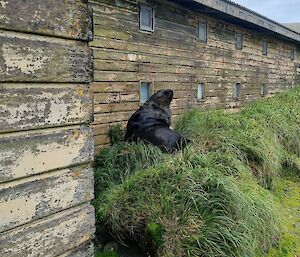 New Zealand sea lion sitting at top grassy slope against side of a old wooden building