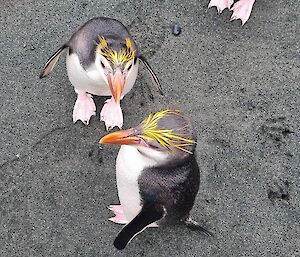 Three royal penguins, close up from above, who have come up to an expeditioner to see what's what