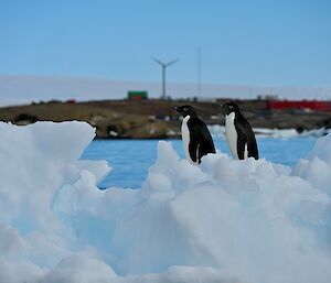 Two black and white penguins stand near blocks of ice with station in the background