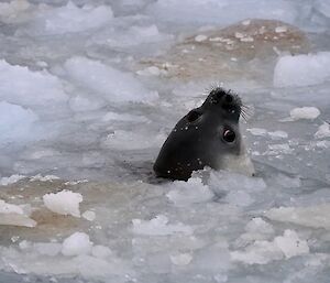 A brown seal pokes its head out of the icy water