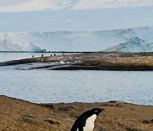 A black and white penguin stands on a rock with water and snow-covered hills behind