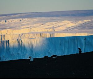Golden light on white ice cliffs