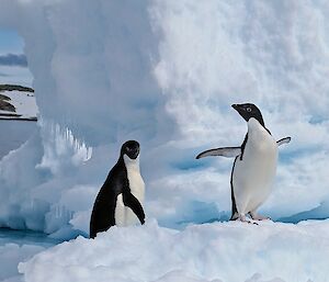 Image of two Adelie penguins with iceberg's behind.