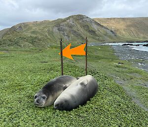 Two young seals lie under a large orange arrow held up on two stakes