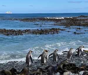 A group of king penguins walk along rocky beach, in the distance on the horizon a ship