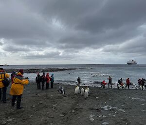 Tourist groups arrive on the beach, with king penguins amongst them, and ship in distance on horizon