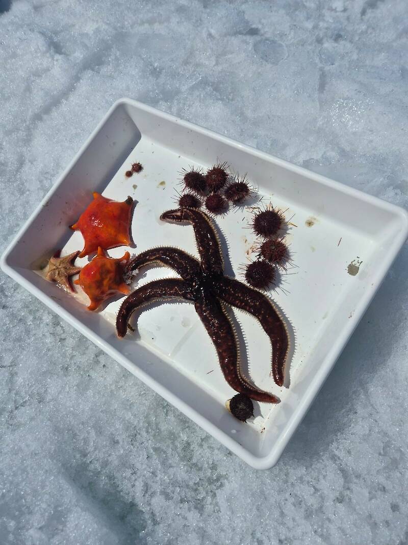 A small collection of different sized star fish and sea urchins in a white dish