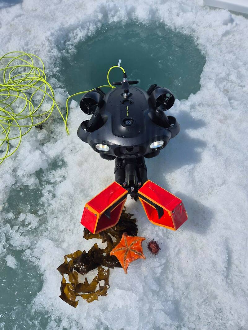 A robotic underwater instrument with a grab hand used to pick up small sea creatures. An orange star fish and a piece of seaweed lie on the sea ice beside the instrument.
