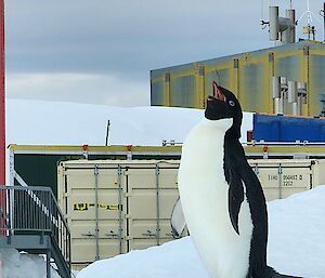 A lone penguin standing next to one of the buildings on station