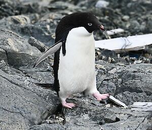 A lone penguin with pink feet and a pink beak