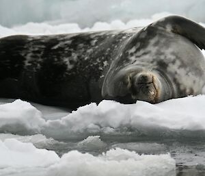 A seal asleep on the snow and ice