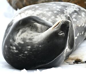 A seal lying down on its back, on the ice and stretching its neck by turning its head upwards head