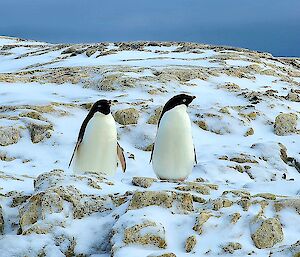 Two penguins standing on part snow covered rocks looking out at the horizon