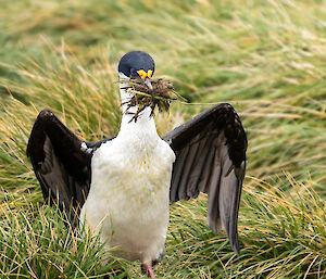 Cormorant walks through grass tussocks carrying in its beak a large clump of grass
