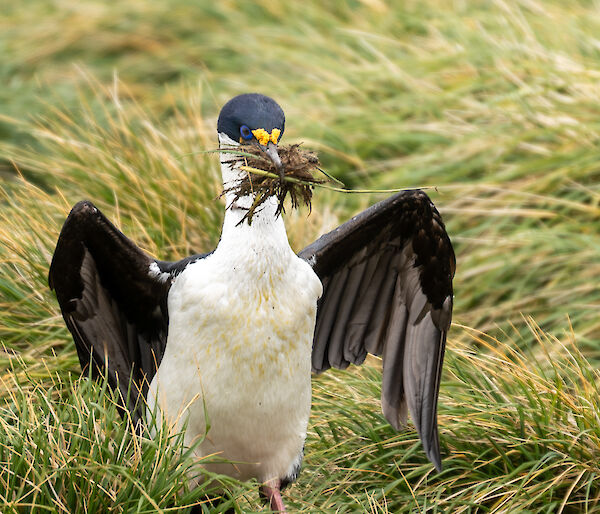Cormorant walks through grass tussocks carrying in its beak a large clump of grass