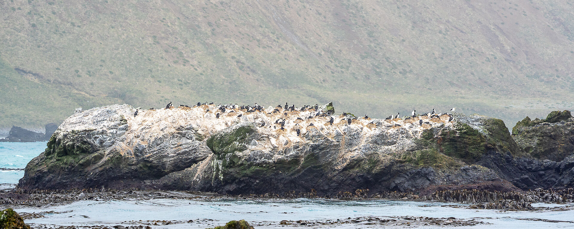 A small rocky island offshore with cormorants nesting and rocks stained white with guano