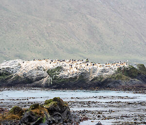 A small rocky island offshore with cormorants nesting and rocks stained white with guano